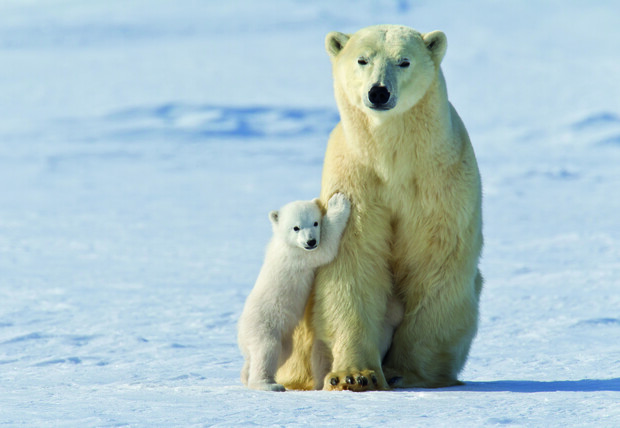 A polar bear and its cub stand together on a snowy landscape, with the cub leaning against the adult. The scene is set in a vast, icy environment.