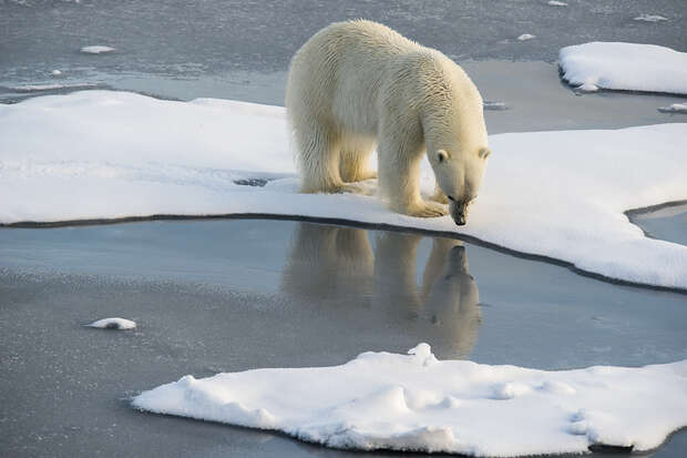 A polar bear stands on an ice floe, appearing to sniff the ground. The surrounding area consists of scattered ice patches floating on calm, icy water.