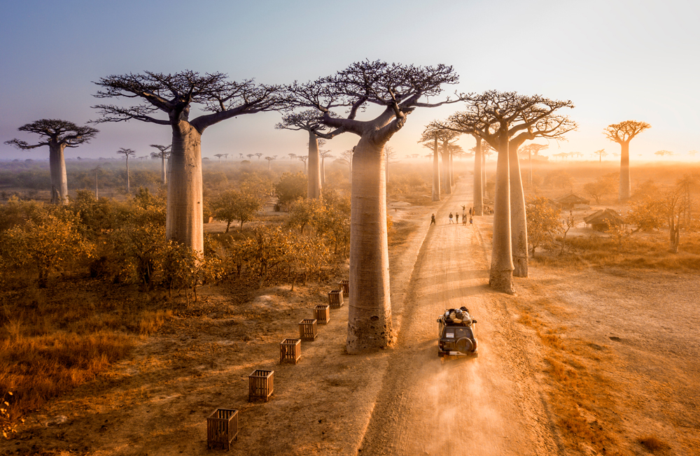Baobab trees line a dirt road where a vehicle drives, creating a dust trail. People walk along the road, and the landscape is bathed in warm, golden light.