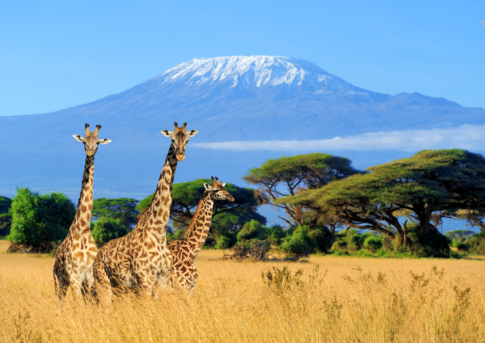 Three giraffes stand amidst tall grass, with acacia trees in the background. Snow-capped Mount Kilimanjaro looms in the distance under a clear blue sky.