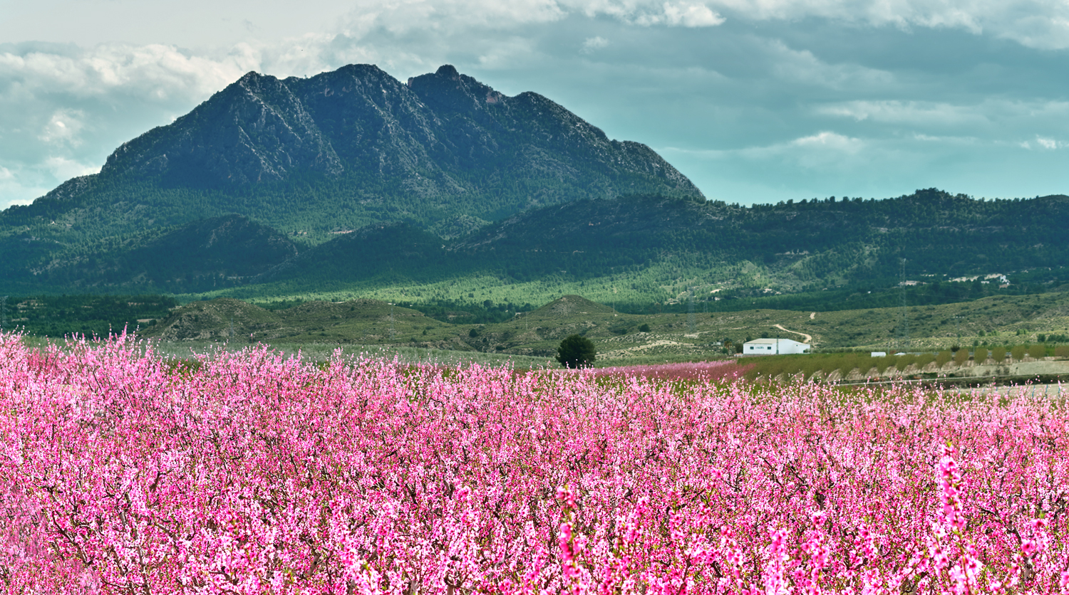 Pink flowering trees stretch across a landscape, backed by a green valley and dominated by a rugged mountain under a cloudy sky. A white building sits in the distance.