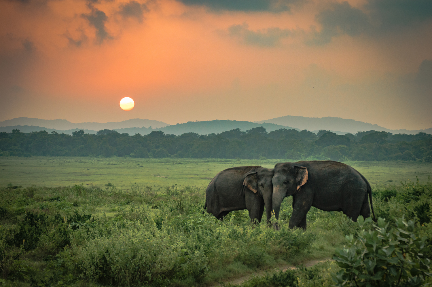 Two elephants stand close together grazing in a grassy field, surrounded by lush foliage, with the sun setting behind distant hills under an orange-tinted sky.