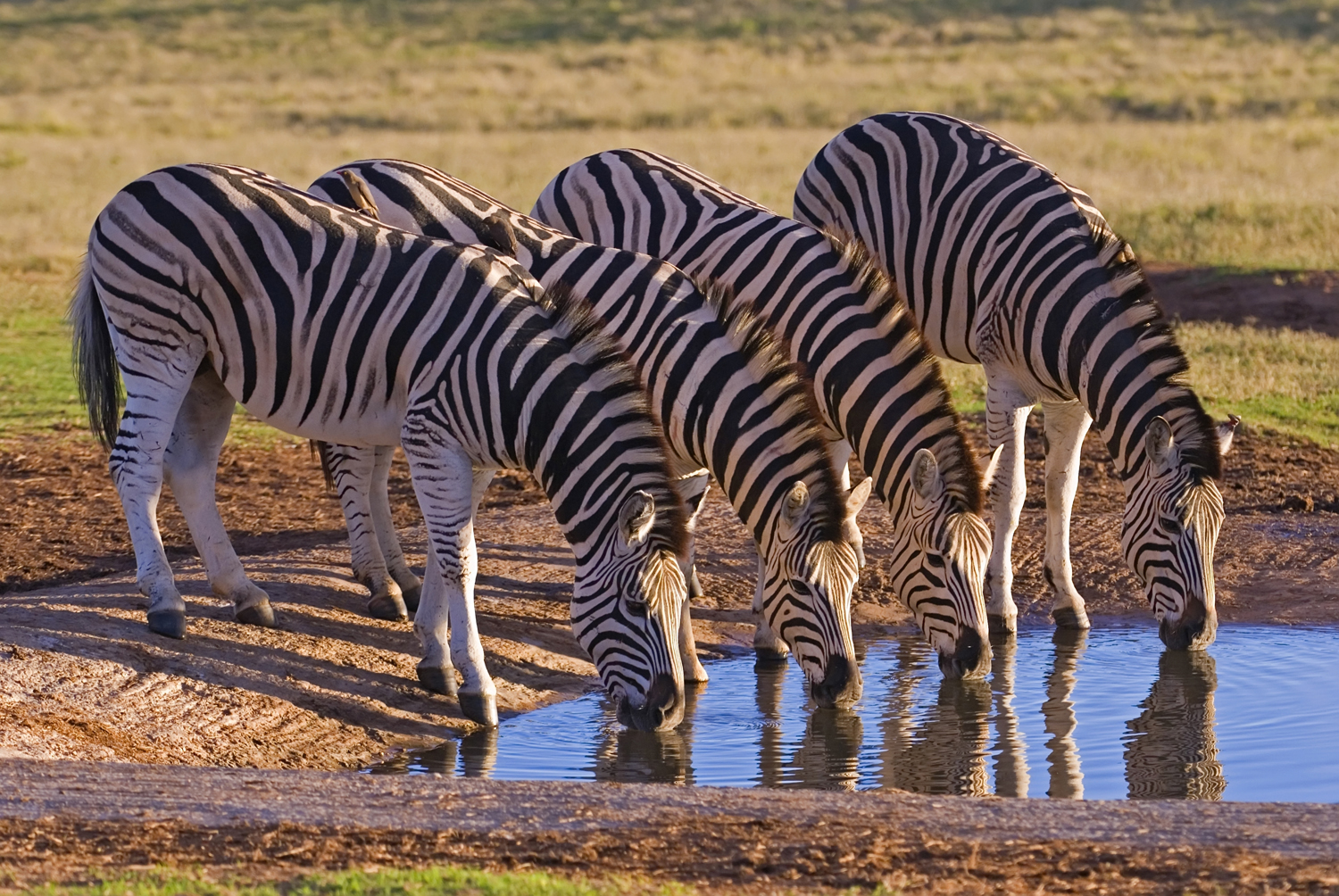 Four zebras are drinking water from a small pond, standing side by side, surrounded by grassy plains under a clear sky.