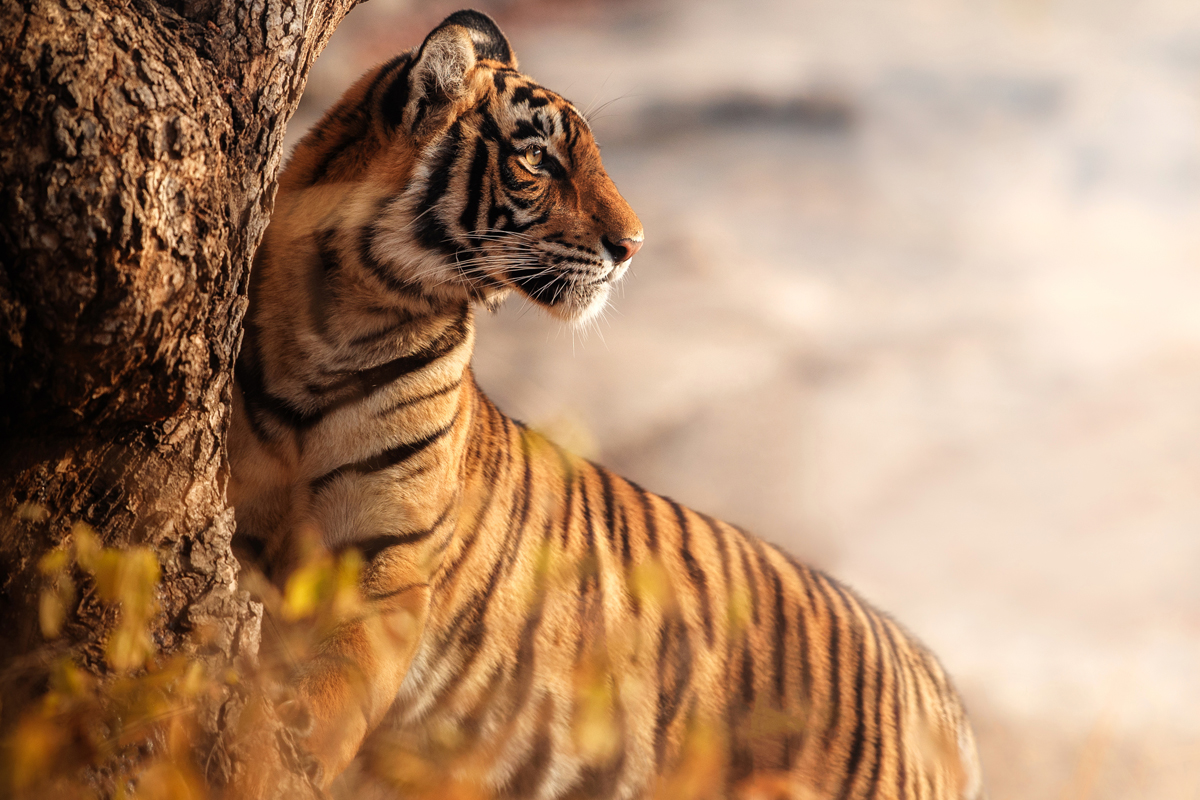 A tiger stands alert beside a tree, gazing into the distance. Surrounding foliage is blurred, creating a soft, natural atmosphere.