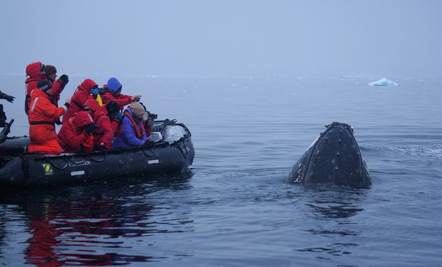 A group of people in red jackets observe and photograph a whale surfacing near their small rubber boat on a calm, icy ocean.