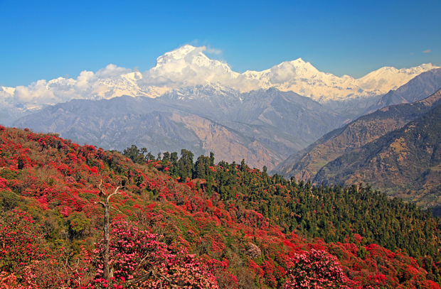 Snow-capped mountains tower in the background while a vibrant forest of red blossoms covers rolling hills, under a clear blue sky.