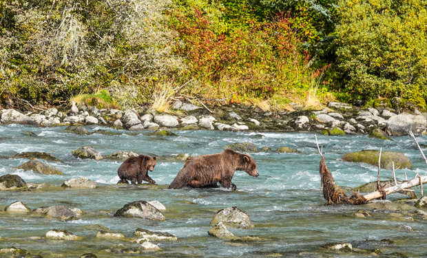 Two bears wade through a shallow river, surrounded by rocks and lush greenery, partially hidden by trees and bushes. The river flows gently beneath the clear, sunny sky.