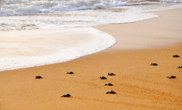 Baby turtles crawl across a sandy beach toward the ocean waves, which are softly rolling onto the shore under gentle sunlight.