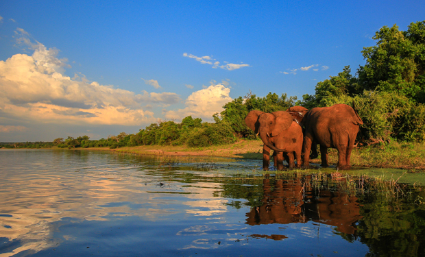 Three elephants stand near a calm riverbank, reflecting in the water. They are surrounded by lush green vegetation under a sky with scattered clouds.