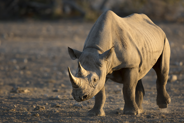 A rhinoceros walks across a dry, dusty landscape during daylight, casting a shadow on the ground, with sparse greenery blurred in the background.