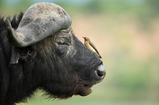 A buffalo stands still, with an oxpecker perched on its snout, against a blurred natural backdrop. The bird appears to be pecking or examining the buffalo's skin.