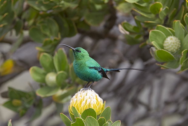 A vibrant green bird perches atop a yellow flower, surrounded by lush green leaves and branches in a natural outdoor setting.