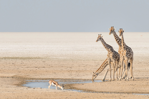 Giraffes stand and drink at a small waterhole, while a gazelle also drinks nearby on a vast, arid plain under a clear, expansive sky.