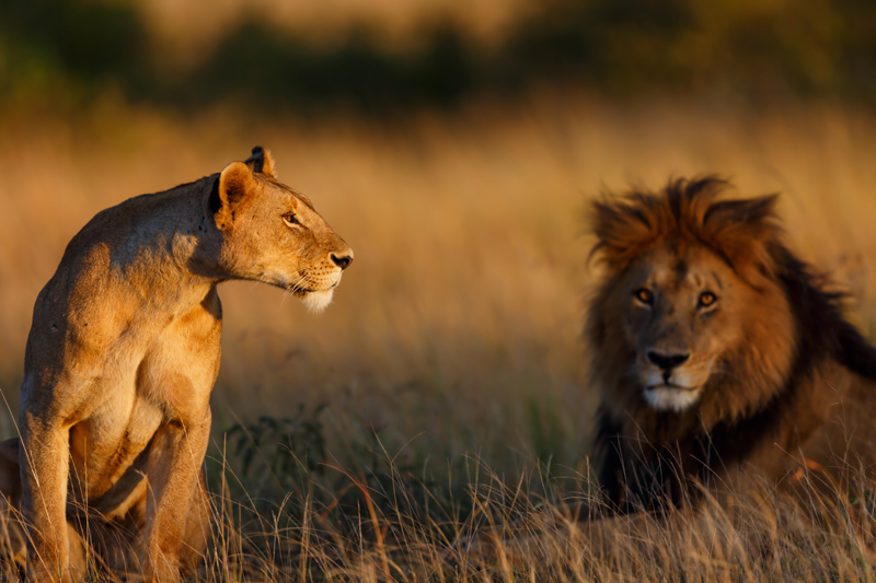 A lioness sits attentively in tall grass, while a lion rests nearby, both bathed in warm sunset light on a savannah landscape.