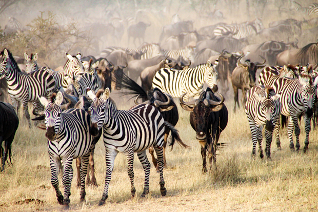 Zebras and wildebeests walk in a large herd across a grassy savanna. Dust fills the air, and sparse bushes are visible in the background, suggesting a dry, open environment.