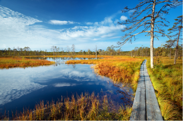 A wooden boardwalk stretches through a marshland, surrounded by vibrant orange grasses and calm reflective water, under a bright blue sky with scattered clouds.