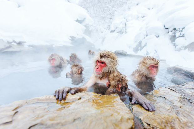 Snow monkeys relax in a steaming hot spring, surrounded by snow-covered rocks and a wintry landscape, with steam rising around them.