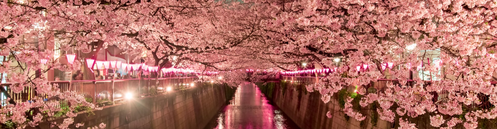 Cherry Blossom Season In Japan: Facts \u0026 When To Go - Explore Worldwide, image size:1920x500