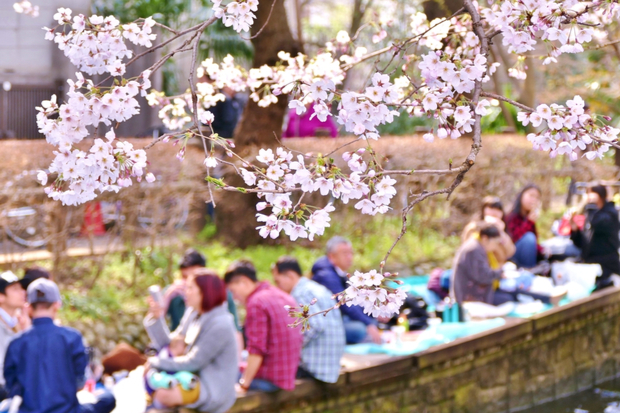 Cherry blossoms hang over a group of people gathered for a picnic alongside a canal, engaging in conversation and enjoying the outdoors under the bright spring setting.