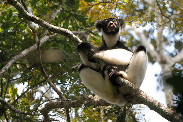 A black-and-white lemur is sitting on a tree branch, perched comfortably with its legs apart, in a sunlit forest canopy.