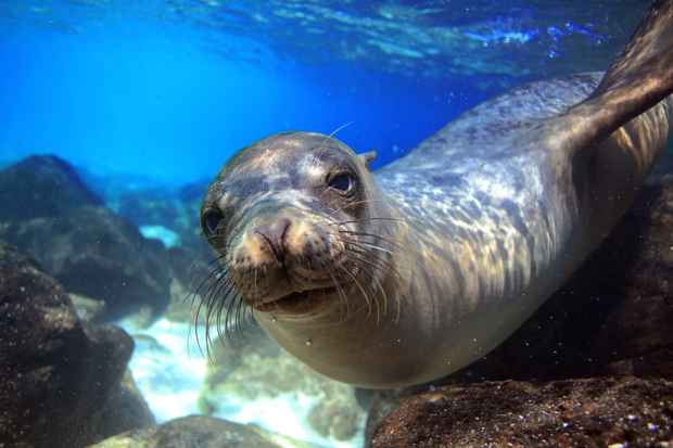 A seal swims among rocks underwater, surrounded by clear blue water. Its whiskered face and sleek body are visible in the vibrant marine environment.