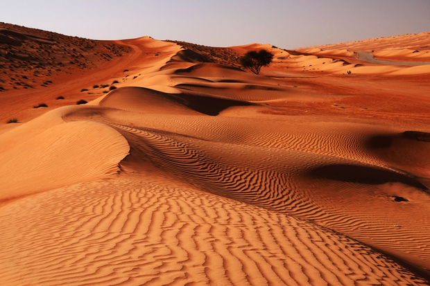 Rolling sand dunes stretch into the distance, with rippling patterns shaped by the wind. A lone tree stands in the arid expanse, under a clear, bright sky.