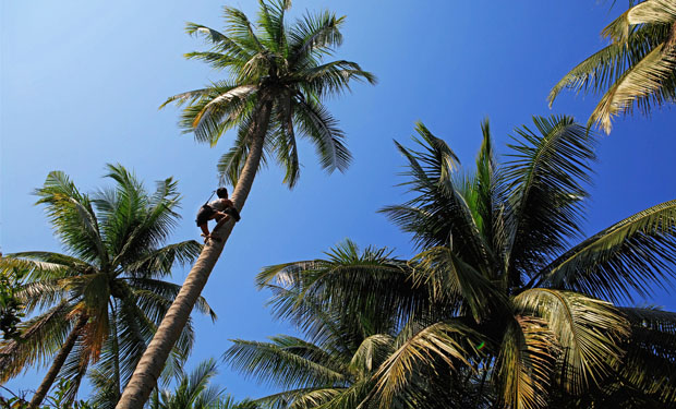 A person climbs a tall coconut tree under a clear blue sky, surrounded by other lush palm trees, suggesting a tropical environment.