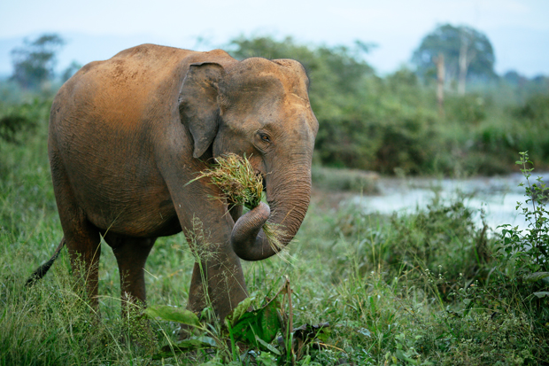An elephant grasps grass with its trunk while standing in a lush, green field surrounded by trees and a body of water.