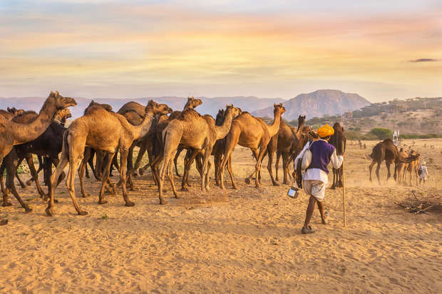 A herd of camels stands on sandy terrain, guided by a person with a stick. The scene is set against a backdrop of distant hills and a colorful sky at sunset.