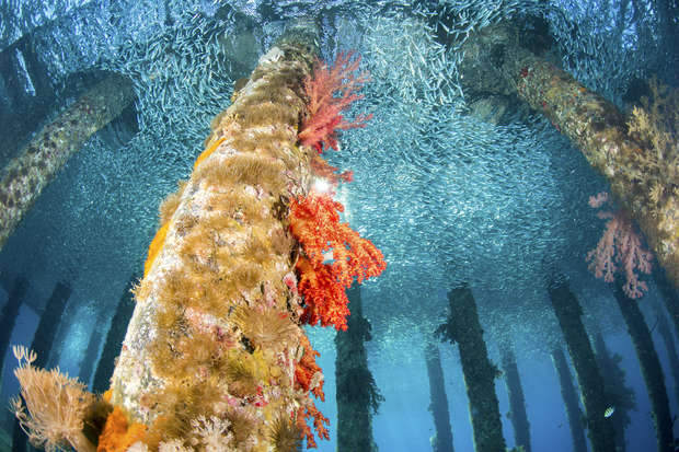 Underwater pillars covered in colorful coral and marine life rise amidst a swirling school of small fish, creating a vibrant ecosystem in the clear blue ocean environment.