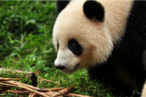 A giant panda is exploring a patch of lush green grass, surrounded by scattered bamboo stalks, in a natural outdoor setting.