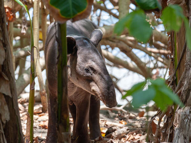 A tapir stands quietly in a sunlit forest, surrounded by tall trees and lush green leaves, with scattered brown leaves covering the ground.