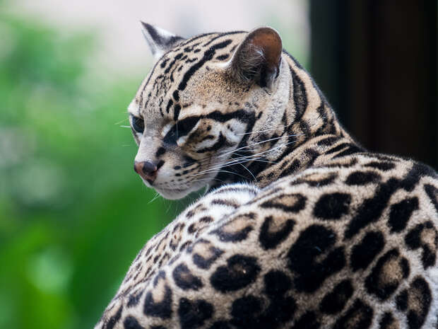 An ocelot, with distinctive spotted fur, gazes intently over its shoulder. The background is softly blurred with hints of green foliage, suggesting a natural habitat.
