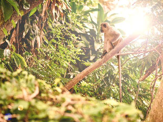 A monkey sits on a branch bathed in sunlight, surrounded by lush green foliage in a dense forest environment.
