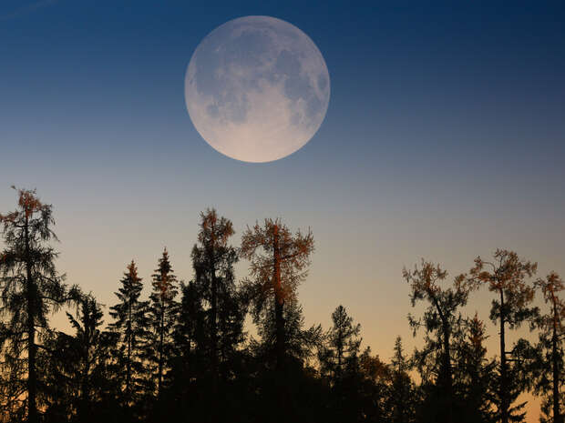 A large full moon sits in a clear twilight sky above silhouetted pine trees, creating a serene and atmospheric scene.
