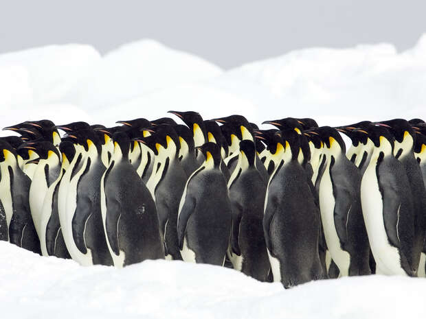 A group of emperor penguins stands closely together on a snowy landscape, their glossy black and white bodies contrasting against the bright snow, with soft grey clouds in the background.