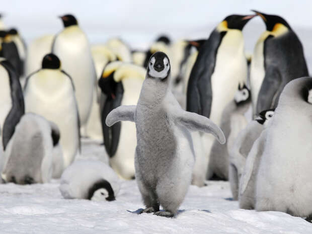 A penguin chick stands with wings slightly spread, surrounded by adult penguins and other chicks on a snowy landscape.