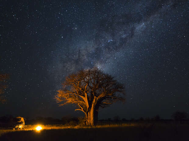 A large baobab tree stands silhouetted under a starry sky, accompanied by a nearby campfire and a person seated in a chair, creating a serene nighttime scene.