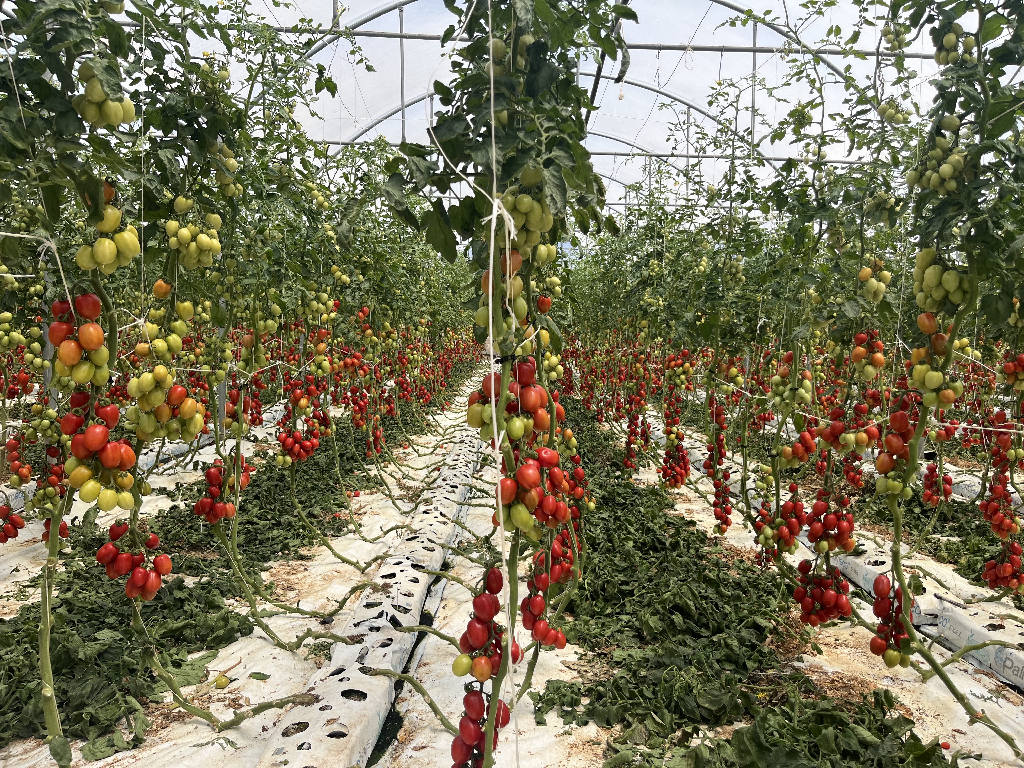 Tomato plants grow vertically supported by strings, bearing clusters of red and green fruits. The plants are lined in rows within a large greenhouse, with a white ground covering below.