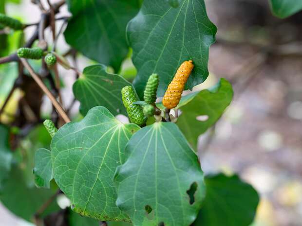 An elongated, bumpy orange fruit grows among green leaves with prominent veins, surrounded by similar green fruits, in a natural outdoor setting. Brown branches and blurred background complete the scene.