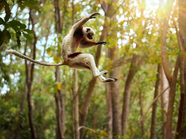 A lemur leaps mid-air, with limbs outstretched, among sunlit, dense forest trees. Bright light filters through the foliage, creating a lively jungle atmosphere. No text is present.