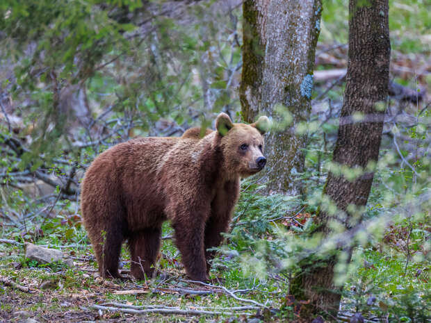 A brown bear stands alert among trees, surrounded by dense forest foliage and scattered branches, looking sideways as if observing its environment.