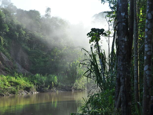 Trees stand still in a misty, dense forest beside a calm river, surrounded by lush green foliage and hill slopes, creating a serene, natural landscape.