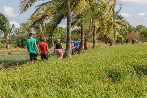 People in casual clothes walk along a path beside a lush green field, lined with swaying palm trees under a blue sky with white clouds.