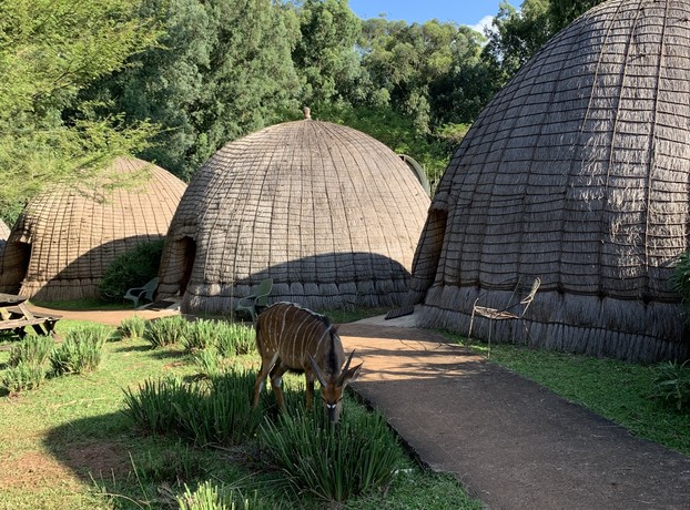 A brown antelope grazes near traditional, dome-shaped thatched huts surrounded by lush greenery and a dirt path leading between the structures. Dense forest forms the backdrop.
