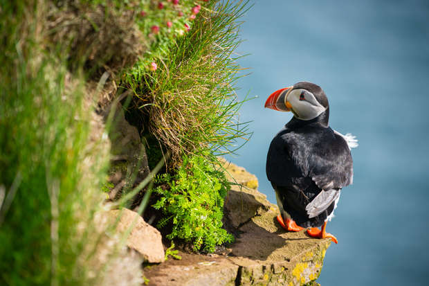 A puffin stands on a rocky cliff edge, surrounded by lush greenery, overlooking a calm, blue ocean.
