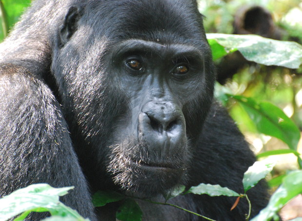 A gorilla is resting among dense green foliage, its eyes looking directly at the viewer, conveying a calm and contemplative expression in a lush jungle setting.