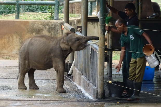 A young elephant drinks from a metal pipe as two zookeepers assist with water and containers in a zoo enclosure, surrounded by barriers and greenery.
