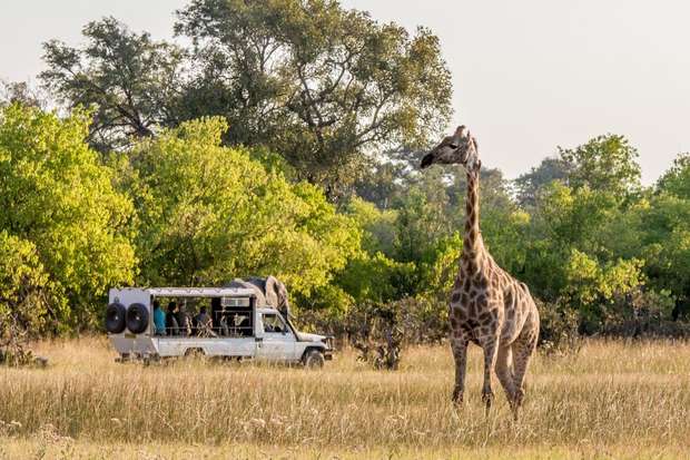 Giraffe stands in grassy field, watched by people inside a nearby safari vehicle. Lush green trees surround the scene on a sunny day.