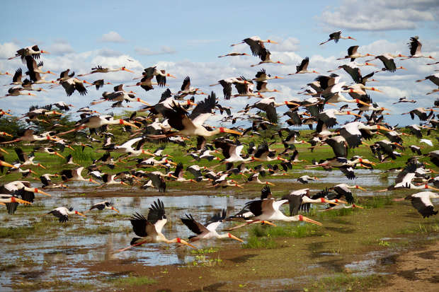 A large flock of storks flies over a wetland with patches of water and green vegetation, beneath a partly cloudy blue sky.